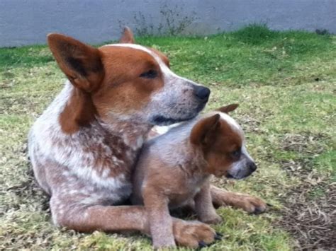 1000 Images About Red Heelers On Pinterest Red And Blue