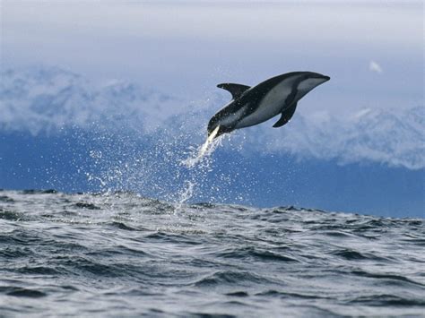 Dusky Dolphin New Zealand Wallpaper Free Hd Downloads