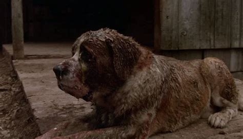 What Kind Of Dog Was Cujo Hepper