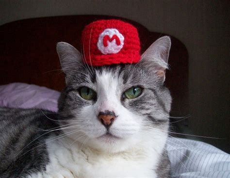 Ten Of The Funniest Pictures Of Cats In Tiny Hats