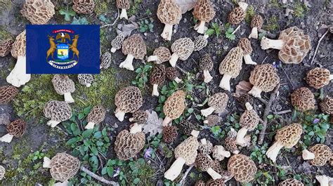 Where To Find Mushrooms In Michigan Mushroomstalkers