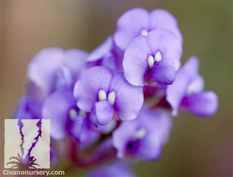 Purple Lilac Vine Hardenbergia Violacea Civano Nursery
