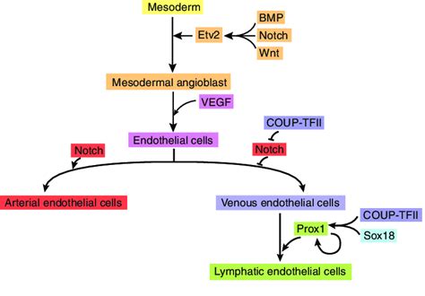 The Main Steps And Key Regulators In Blood And Lymphatic Vasculature