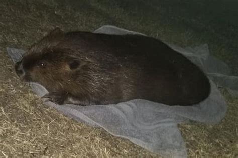 Man Arrested For Sexually Assaulting A Dying Beaver In The Middle Of A