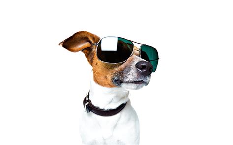 Image Jack Russell Terrier Dogs Snout Eyeglasses Head Animal White