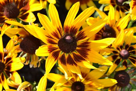 Coneflower With Yellow And Maroon Petals Green Thumb Advice