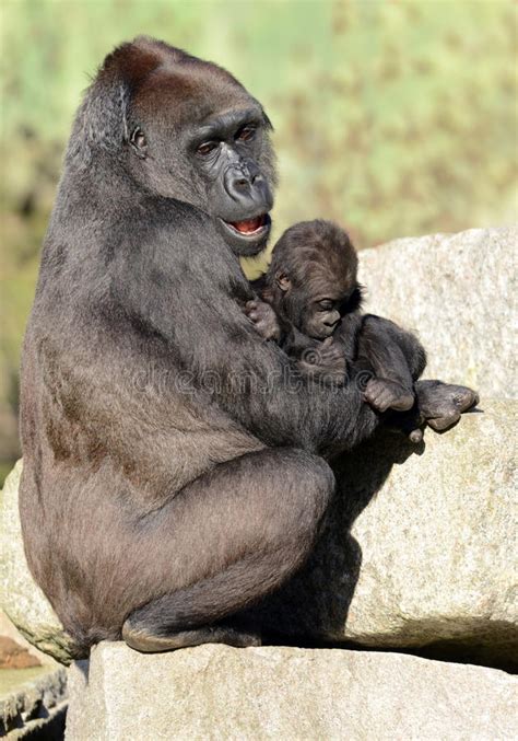 Western Lowland Gorillas Mother And Baby Stock Photo