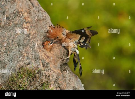 A Beautiful Bird Hoopoe Feeding Their Young Baby Stock Photo Alamy