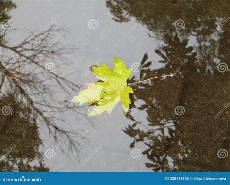 Bright Autumn Leaf In Puddle Water With Reflections Stock Image Image