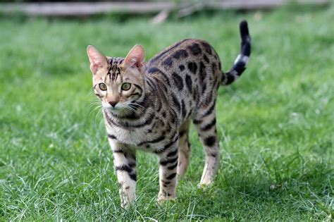 Bengal Cat Breed Characteristics And Care