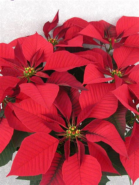 Olympus 2004 Height Control Poinsettia Cultivation Commercial Floriculture Environmental