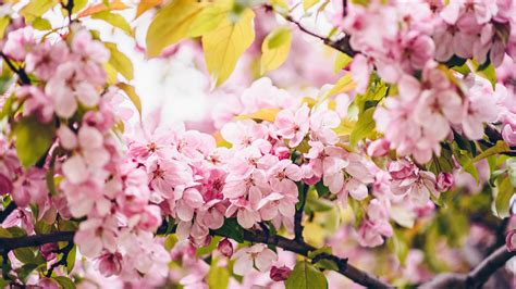 Download Wallpaper 3840x2160 Flowers Pink Branches Spring Bloom 4k