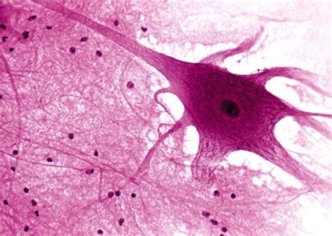 Neuronas Neuroglias Y Aprendizaje