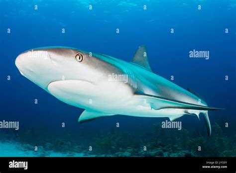 Caribbean Reef Shark Cruising Over A Reef Stock Photo Alamy