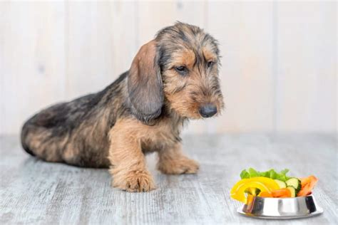 How Much To Feed A Dachshund Puppy And Adult Feeding Chart