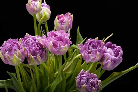 Beautiful Purple Tulips Stock Image Image Of Double 35300081