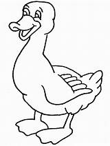 Duck Coloring Printable Daffy sketch template