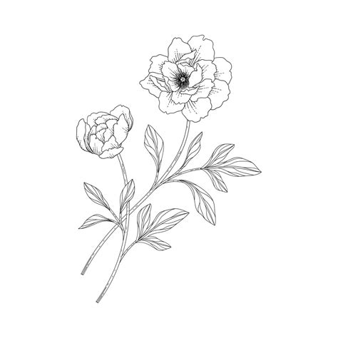 Premium Vector Hand Drawn Peony Floral Illustration With Line Art On