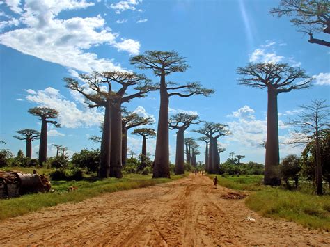 A incrível avenida dos baobás em Madagascar Brothers Descobrem