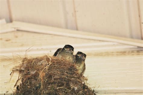 Two Baby Birds In Nest Free Stock Photo Public Domain Pictures