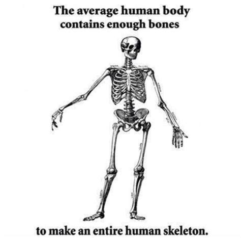 Mind Blown Fact Skeletons Know Your Meme