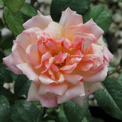 Rose Phyllis Bide Buy Roses Online From Rv Roger Ltd