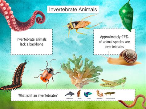 Invertebrates Nature Journals