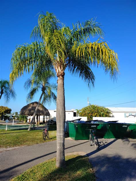 8 Of The Best Palm Trees For Arizona Progardentips
