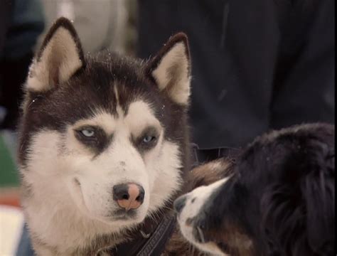 Demon From Snow Dogs Siberian Huskies Photo 32171019 Fanpop