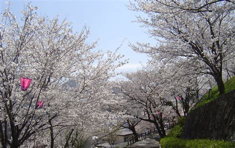 Tateyama Park Cherry Blossoms Travel Japan Japan National Tourism
