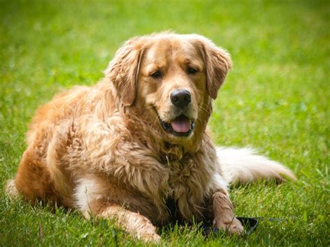 15 Most Calm Dog Breeds Surprisingly Mellow Dogs Breeds