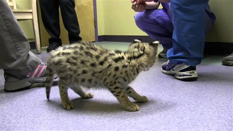 Baby Serval Wellness Exam Exotic Pet Vet Youtube