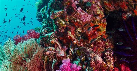 Coral Reefs The World Beneath The Waves Answers In Genesis