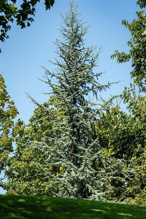 Blue Atlas Cedar Tree For Sale Buying And Growing Guide