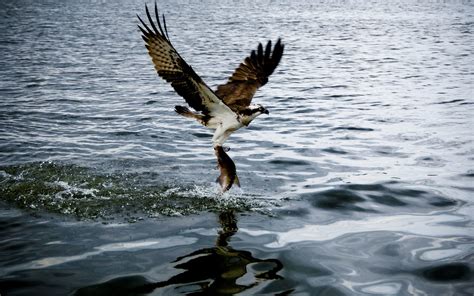 Osprey Wallpapers Wallpaper Cave