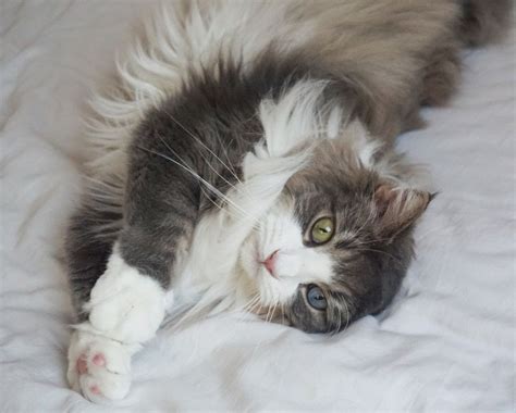 Grey Maine Coon Grey Norwegian Forest Cat Best Cat Wallpaper