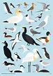Resultado de imagem para seabirds list | Sea birds, Bird drawings, Bird ...