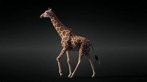 Giraffe Animated 3D Model Animated Rigged CGTrader
