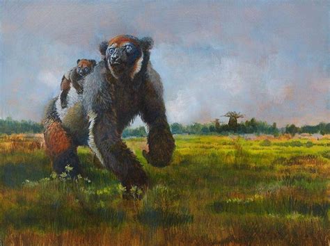 Archaeoindris Fontoynontii A Gorilla Sized Lemur From The Late