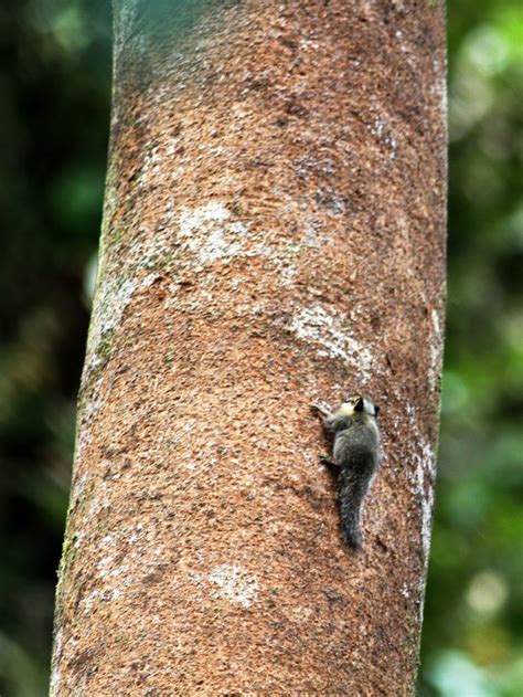 Black Eared Pigmy Squirrel At Gng Penrissen Mammals Of Borneo