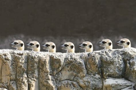 10 Things You Didnt About Meerkats Afktravel