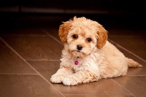 Maltipoo Maltese X Poodle Info Temperament Lifespan Grooming