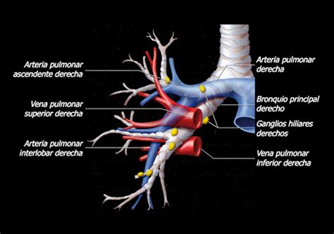 El Esfenoides Anatomía Del Hilio Pulmonar Derecho