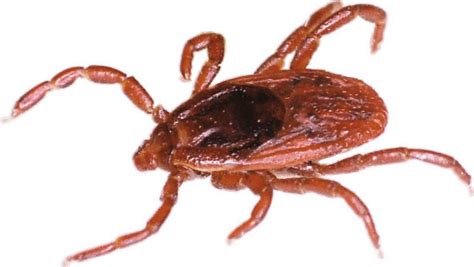 Tick Paralysis Causes Symptoms Treatment And Learn How To Remove Tick