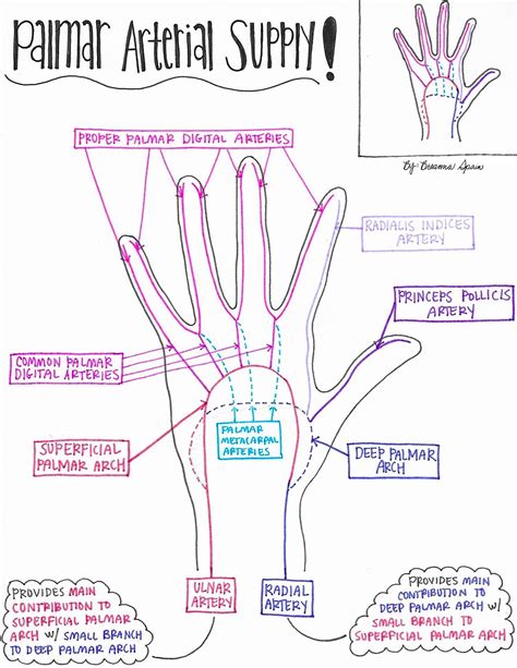 Blood Supply Drawings The Upper Extremity — Breanna Spain Blog