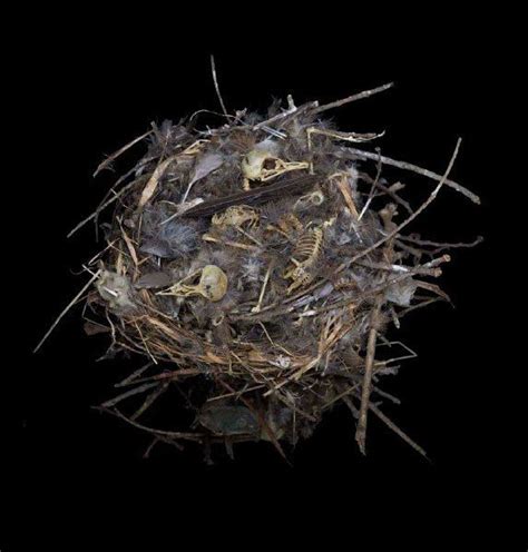 Fifty Nests And The Birds That Built Them Birds Nest Beautiful Birds