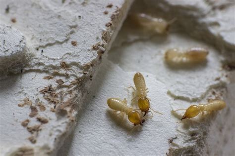 Rid Your Home Of Termites The Natural Way Honolulu Star Advertiser