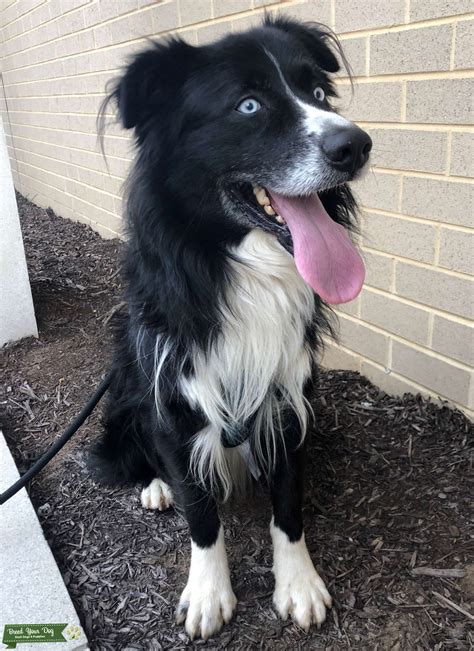 Purebred Bi Color Black And White Aussie Stud Dog In Virginia The
