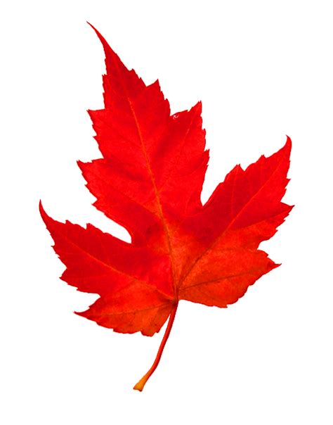 Canadian Maple Leaf Png Images Transparent Background Png Play