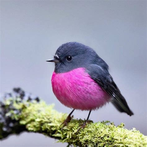 The Pink Robin Petroica Rodinogaster Is A Small Passerine Bird Native